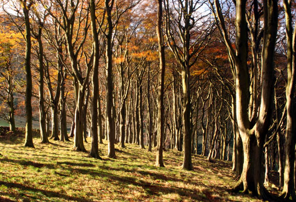 Inside 'T' Wood